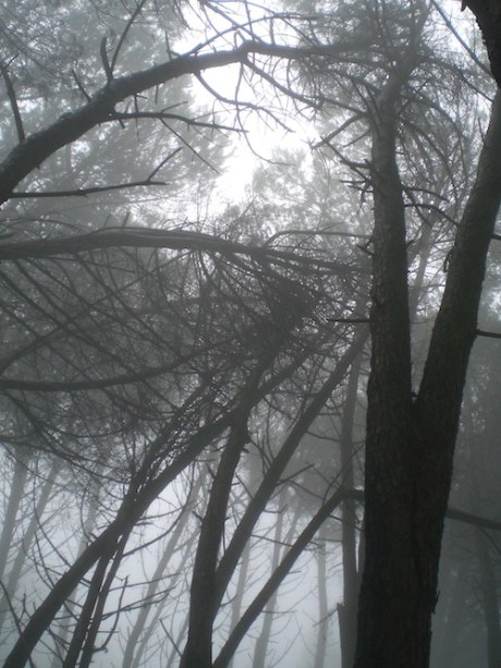 Jan21_sicily_falllingtree_blogJan21 - 1 copy