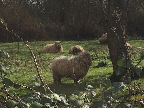 March10IMG_5085 copy