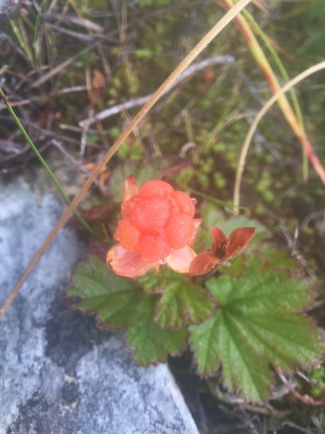 cloudberry